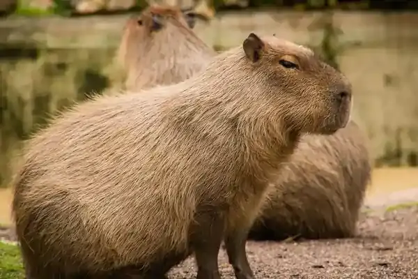 Capybara Pet