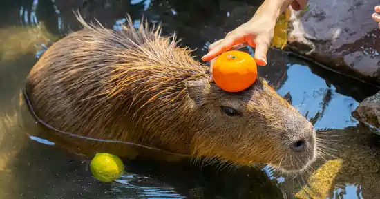 Capybara Special Care