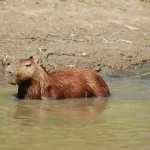 Arizona capybara laws