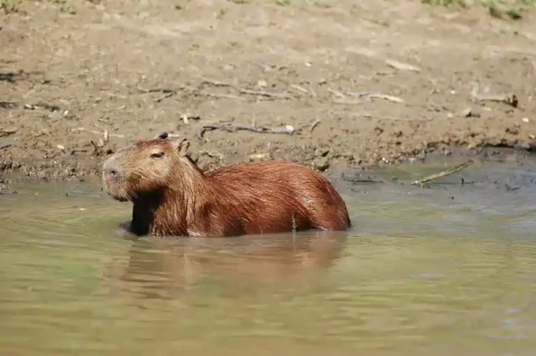 Arizona capybara laws
