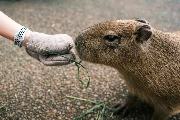 Can you own a capybara in Australia?