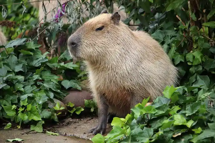 Can You Own a Capybara in Utah