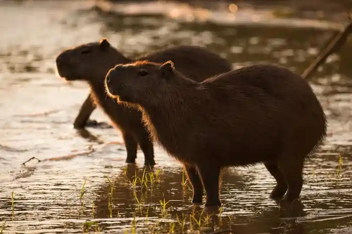 Can you own a capybara in Illinois
