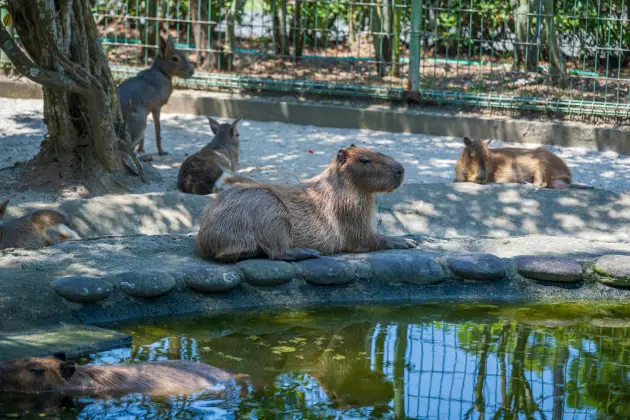 Where to See Capybaras in Australia