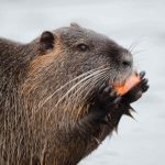 Capybara eating a carrot, illustrating what capybaras eat as part of their herbivorous diet.