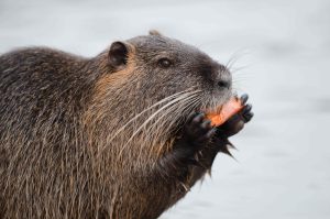 Capybara eating a carrot, illustrating what capybaras eat as part of their herbivorous diet.