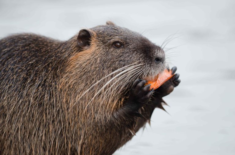 Capybara eating a carrot, illustrating what capybaras eat as part of their herbivorous diet.