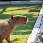 are capybaras legal in california