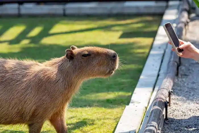 are capybaras legal in california