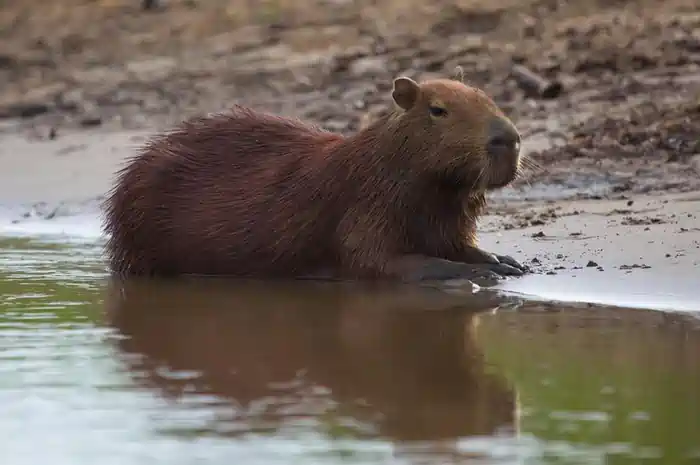 can i own a capybara in florida