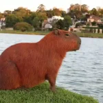 can you have a capybara as a pet in Texas