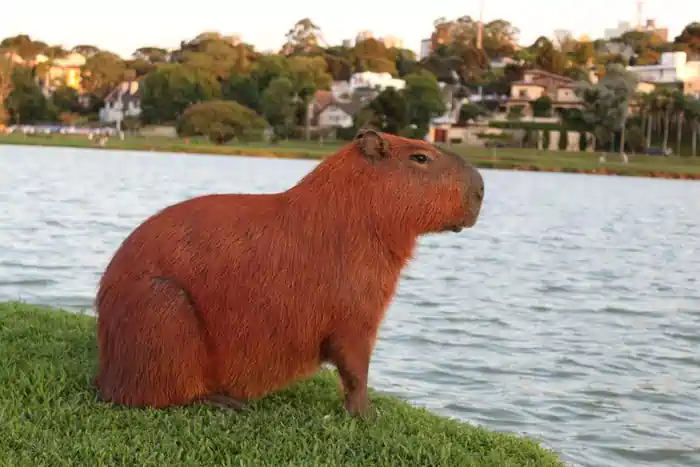 can you have a capybara as a pet in Texas