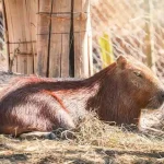 can you legally own a capybara in georgia