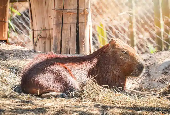 can you legally own a capybara in georgia