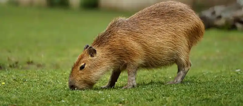 can you legally own a capybara in north carolina