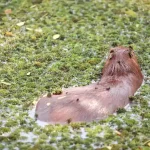 can you legally own a capybara in ohio