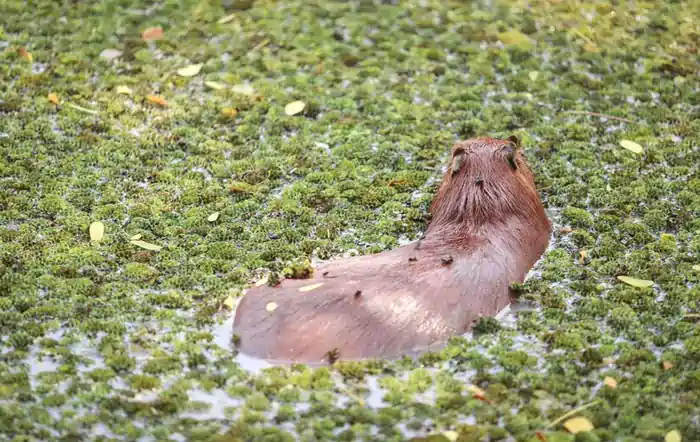 can you legally own a capybara in ohio