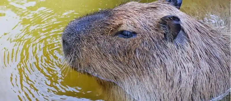 can you legally own a capybara in oregon