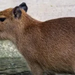 can you legally own a capybara in texas