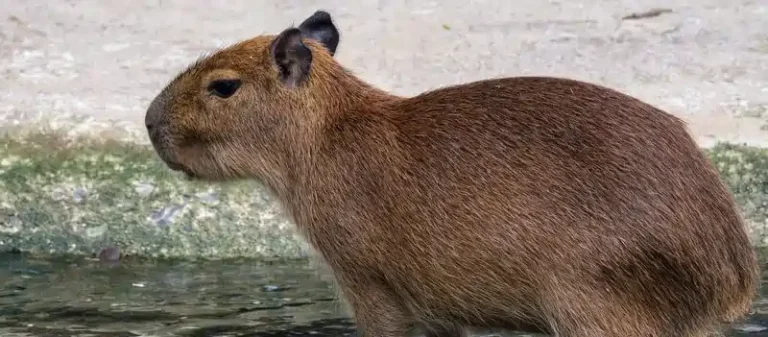 can you legally own a capybara in texas