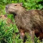 can you own a capybara in alabama