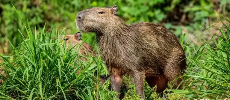 can you own a capybara in alabama