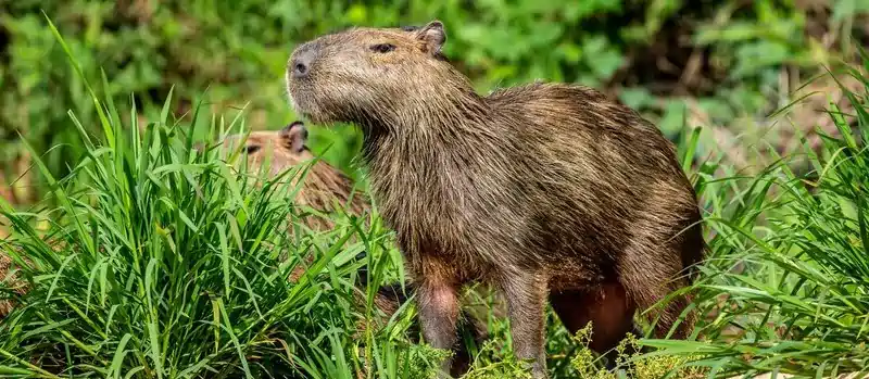 can you own a capybara in alabama