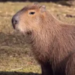 can you own a capybara in america