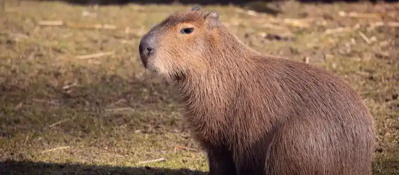 can you own a capybara in america
