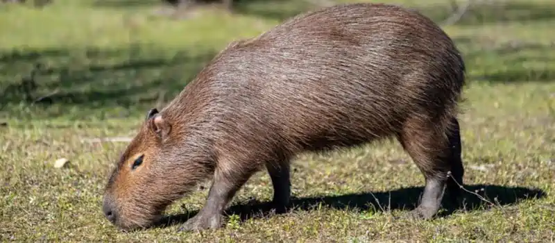 can you own a capybara in arkansas