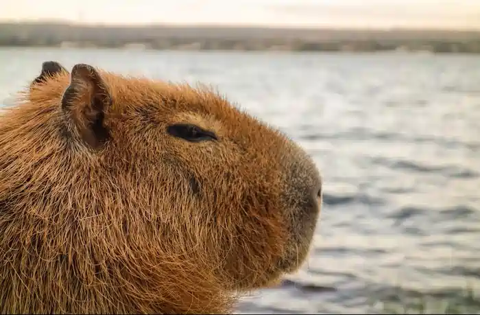 can you own a capybara in california