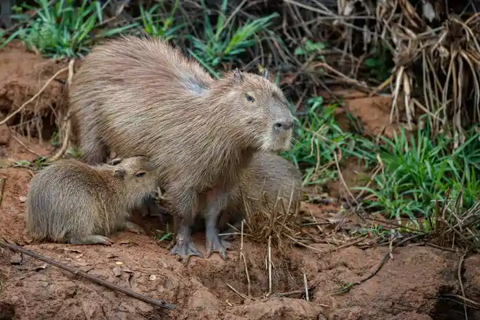 can you own a capybara in colorado