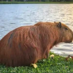 can you own a capybara in florida