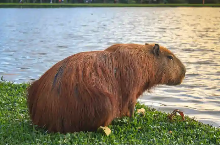 can you own a capybara in florida