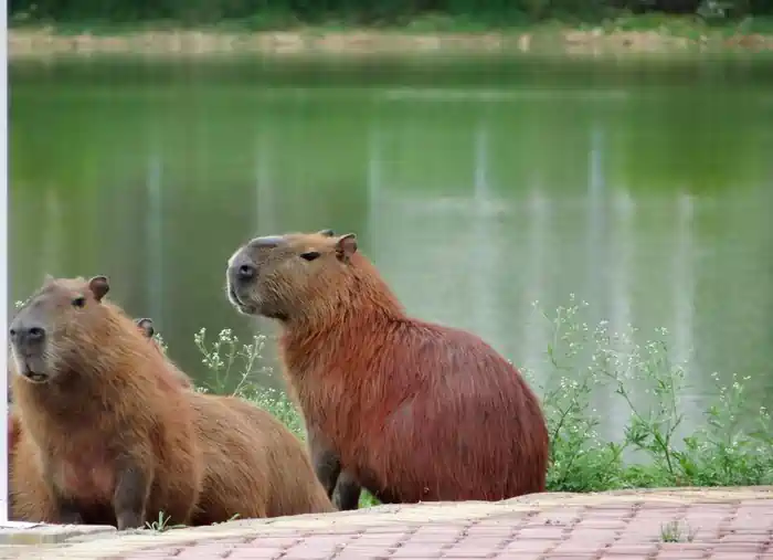 can you own a capybara in georgia