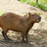 can you own a capybara in indiana