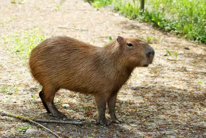 can you own a capybara in indiana