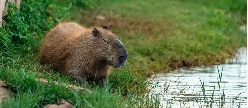 can you own a capybara in maryland