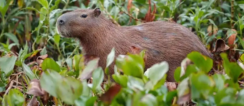 can you own a capybara in minnesota