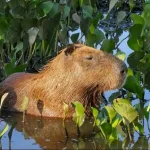 can you own a capybara in missouri