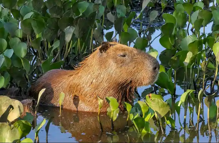 can you own a capybara in missouri