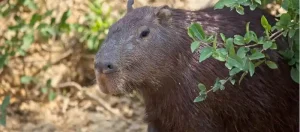 can you own a capybara in NC