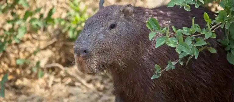 can you own a capybara in NC