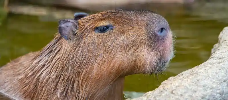 can you own a capybara in nevada