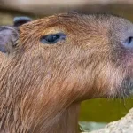 can you own a capybara in nevada