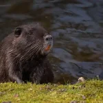 can you own a capybara in new york