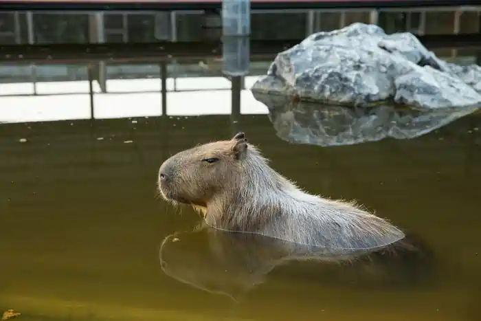 can you own a capybara in new york state