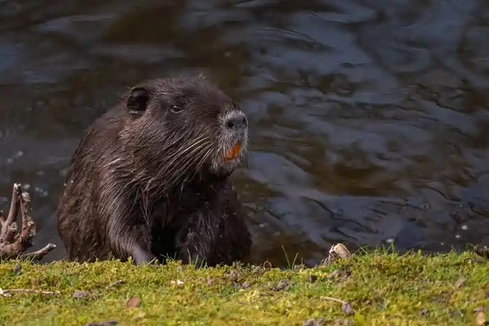can you own a capybara in new york