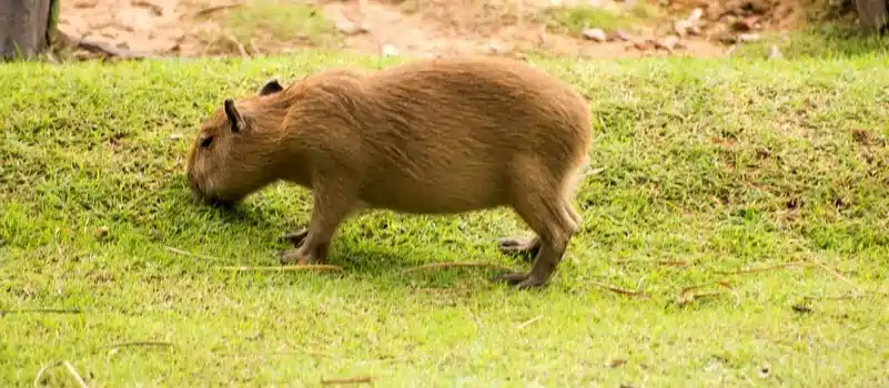 can you own a capybara in north carolina