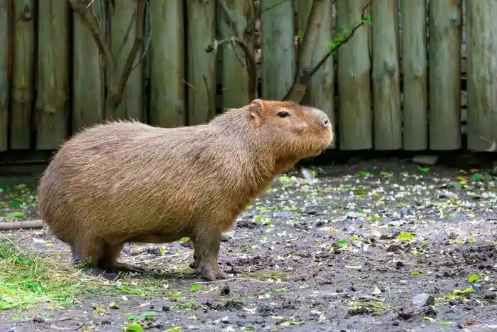 can you own a capybara in ohio